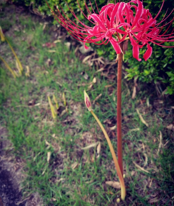 Tamareien Cemetary-府中市必去景点