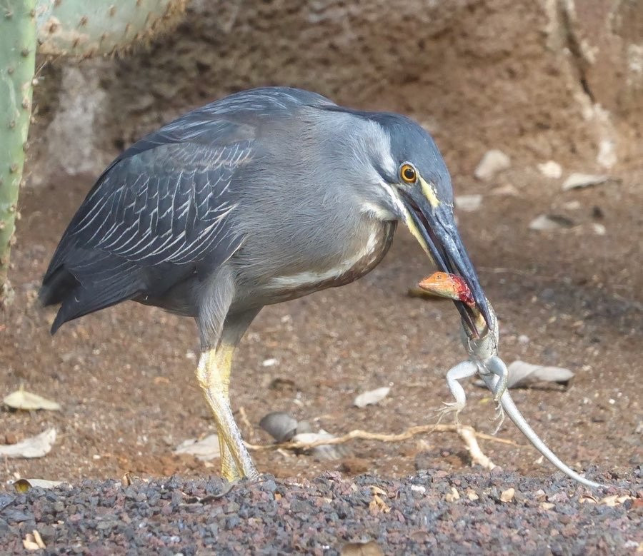 Hotel Silberstein主图