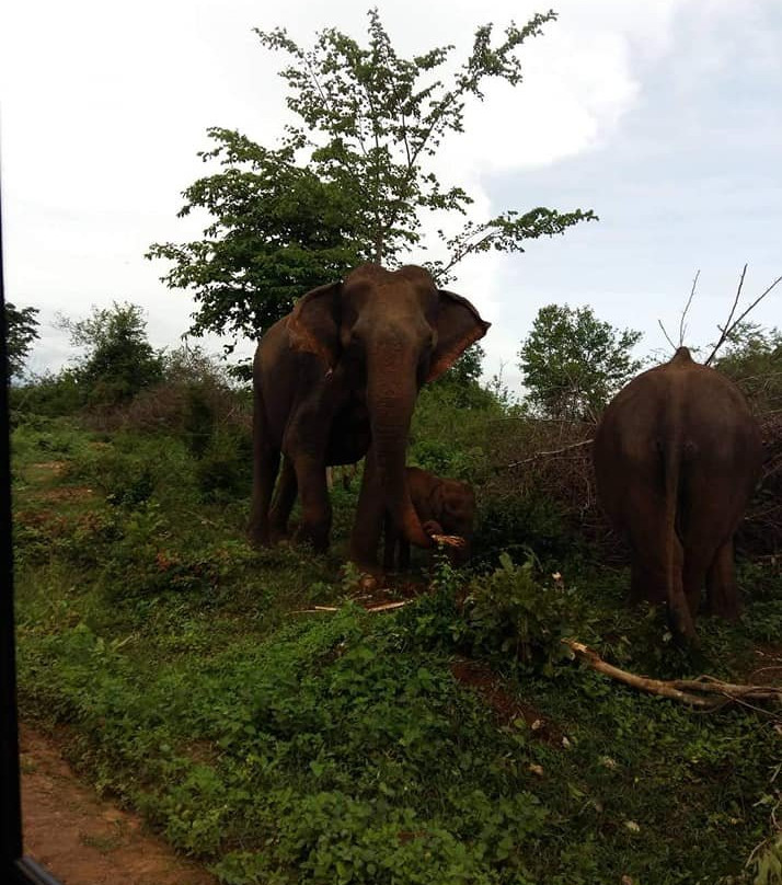 Udawalawa Park Safari-乌达瓦拉瓦必去景点