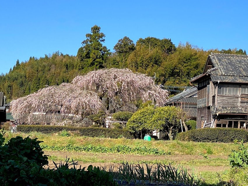 Miyagi no Sato Weeping Cherry Blossoms景点图片