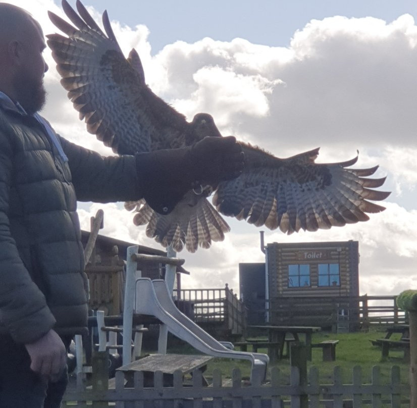 Coda Falconry景点图片