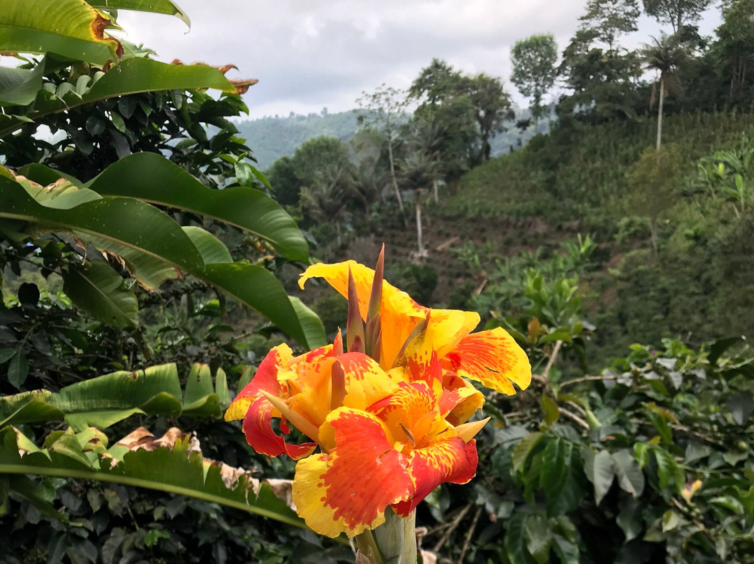 Las Acacias Coffee Farm-萨伦托必去景点