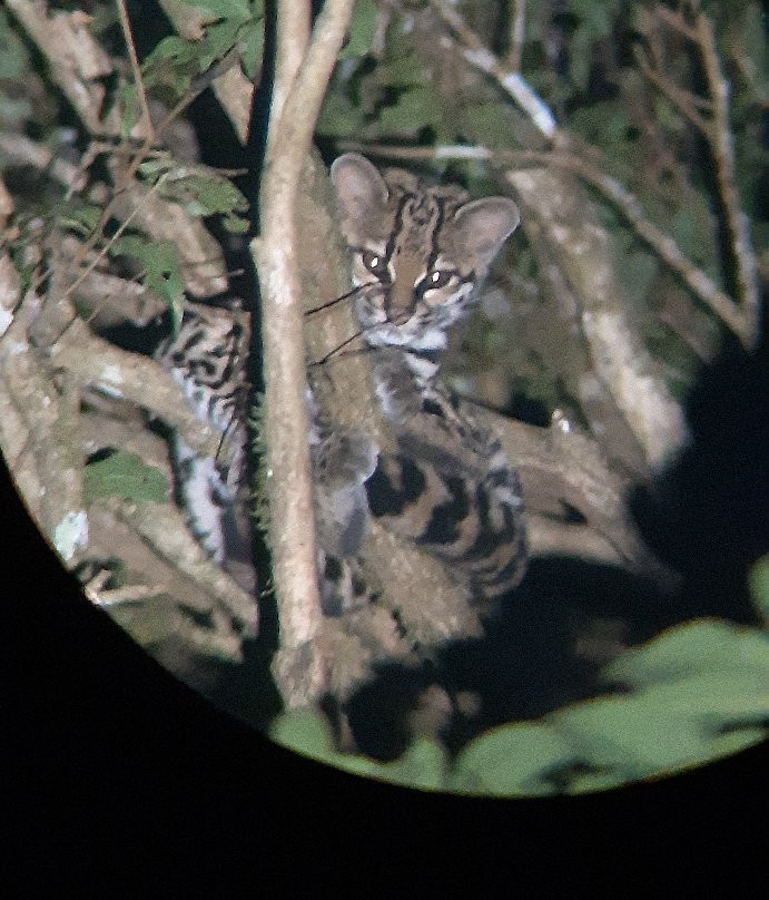 Roy´s the Monteverde local nature guide´s景点图片