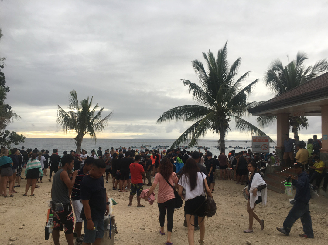 Whale Shark Alona & Oslob-邦劳岛必去景点