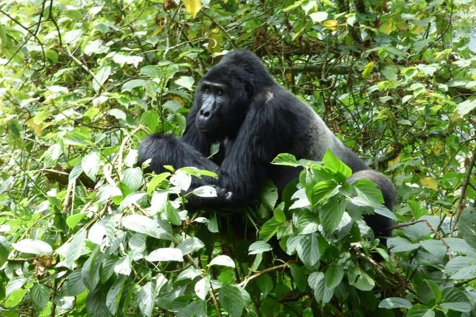 ENCHANTED UGANDA SAFARIS-Fort Portal必去景点