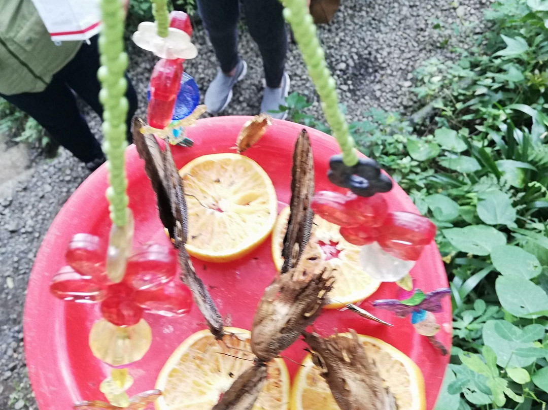 Amaranta Mariposario-佩雷拉必去景点