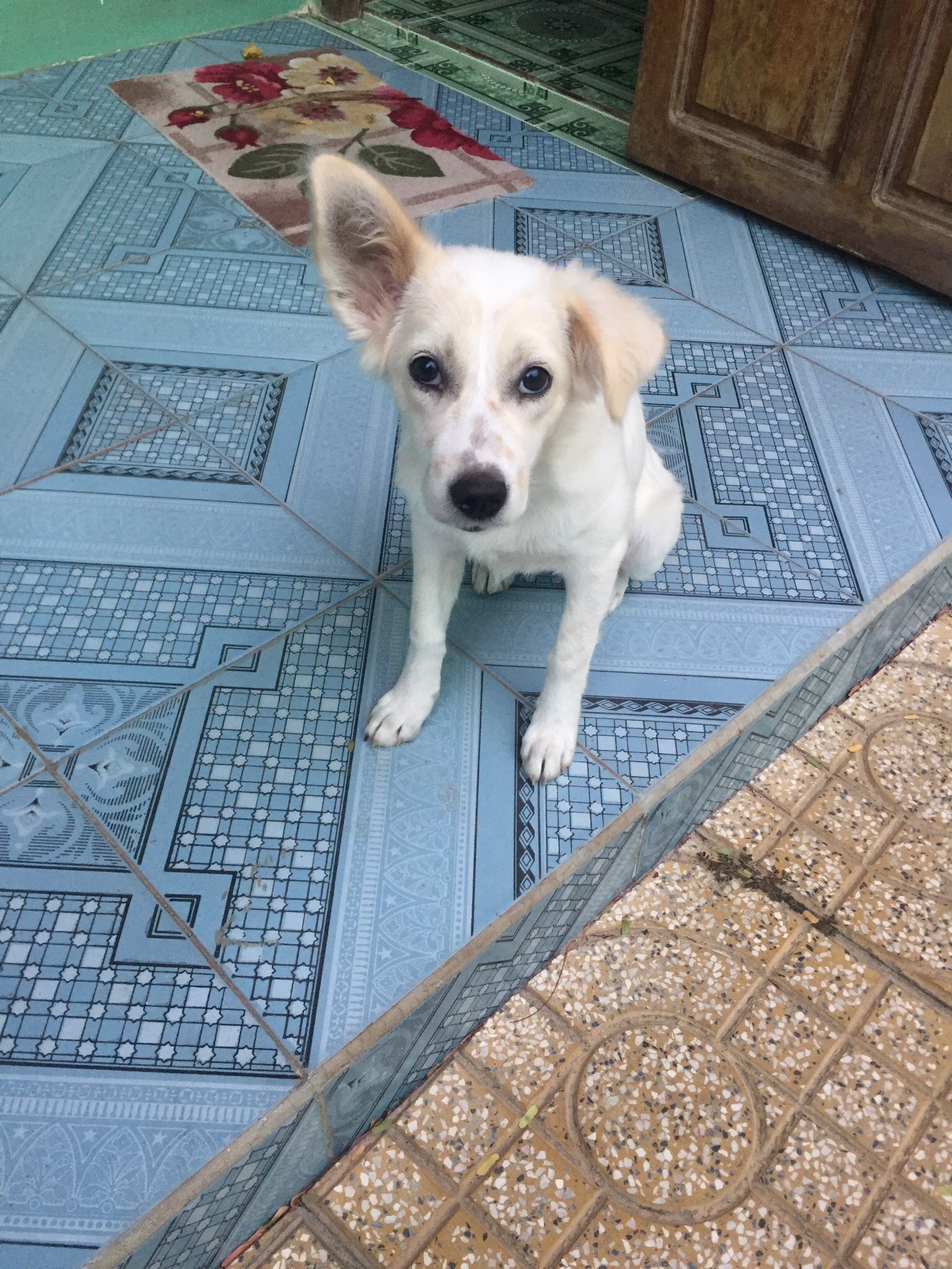 Cat Tien Guesthouse-官方