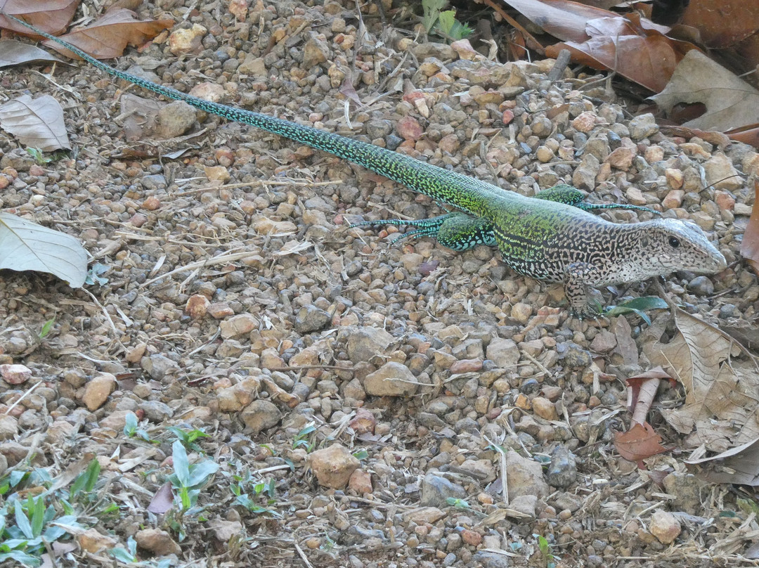 Brownsberg Nature Park-帕拉马里博必去景点