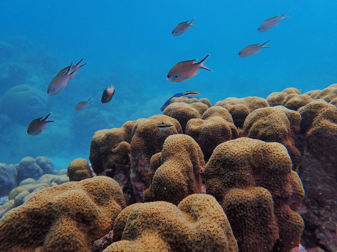 Jacques Cousteau's Underwater Reserve景点图片