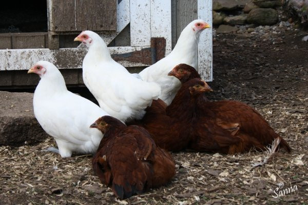 Ray of Light Farm-East Haddam必去景点