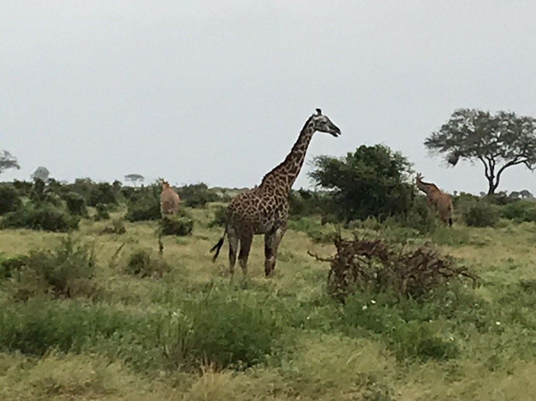 Kalu Safari Kenya-瓦塔木必去景点