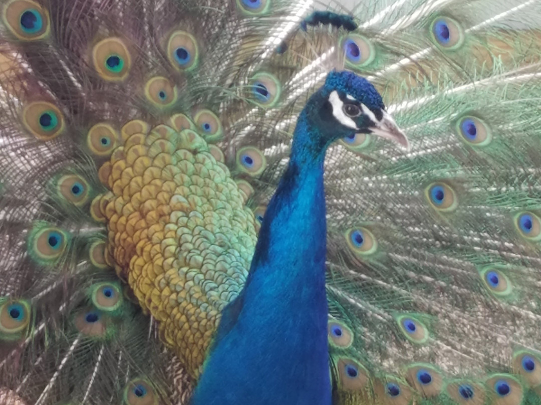 Old MacDonald's Farm-拉皮德城必去景点