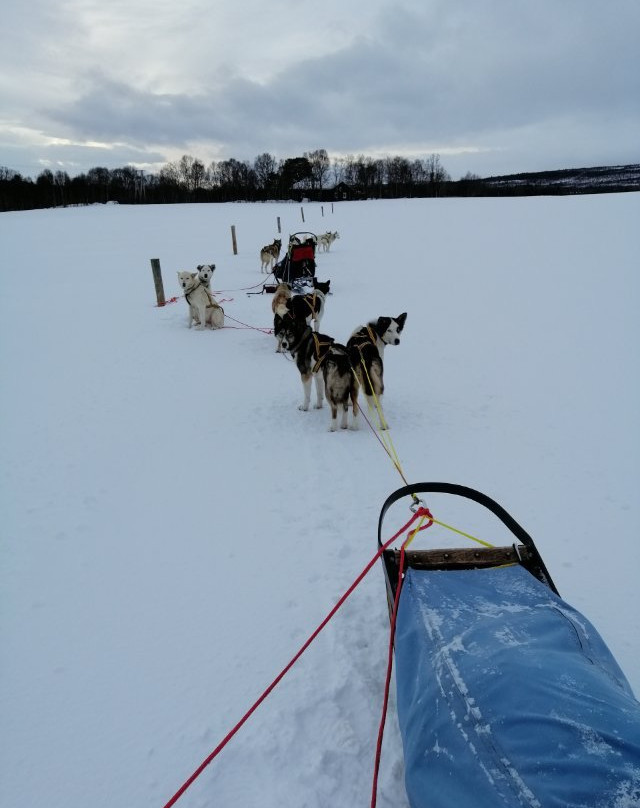 Roros Husky Day Tours景点图片