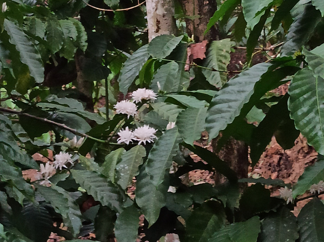 Pillowrocks Homestay主图