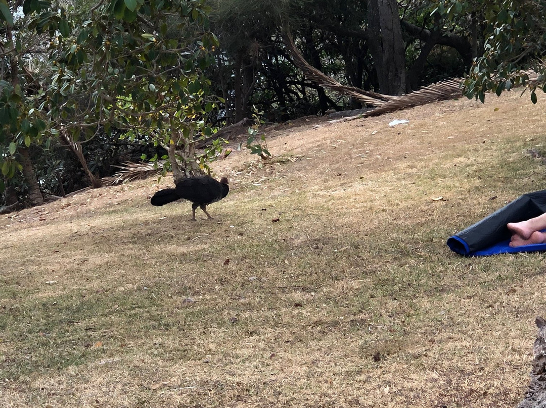 Cremorne Reserve景点图片