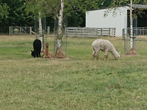 Farmers Coner-基督城必去景点