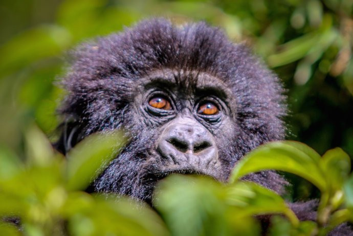 Gorilla & East Africa Safari