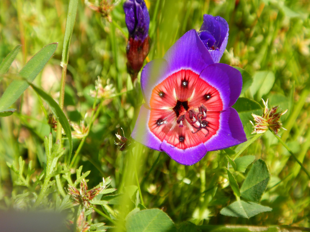 Namaqualand-北开普省必去景点