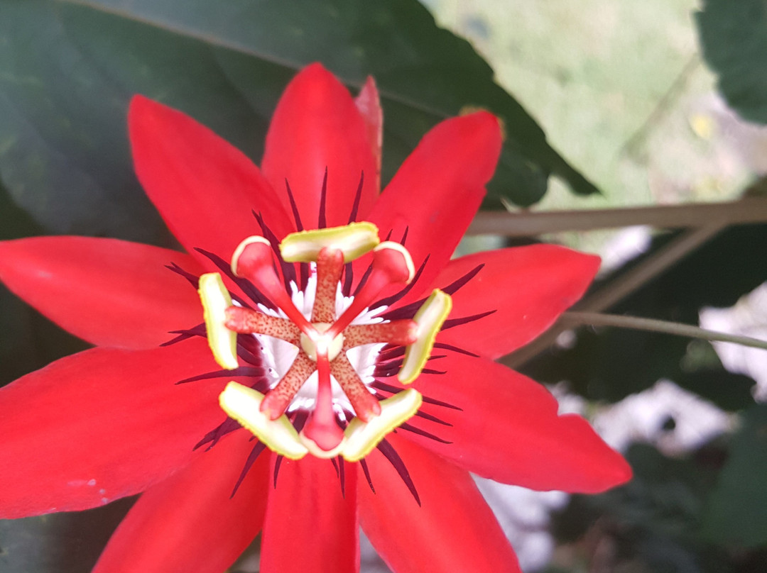 Boquete Garden Inn主图