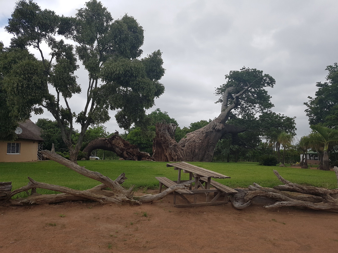 Glencoe Giant Baobab景点图片