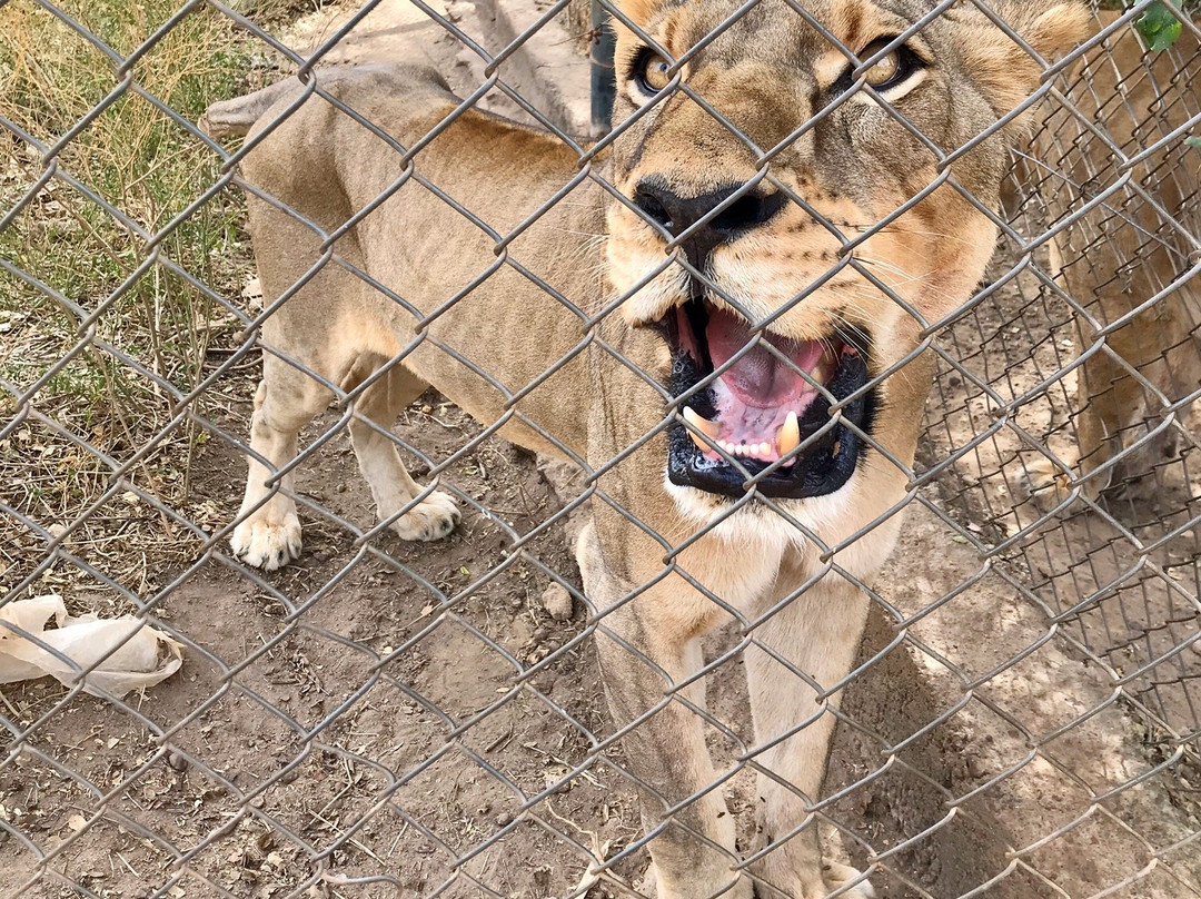 Parc Animalier-瓦加杜古必去景点