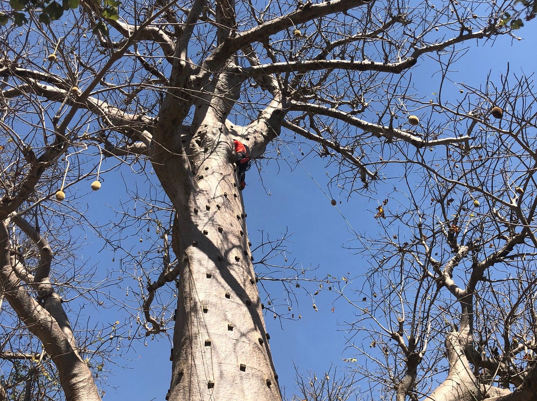 Accrobaobab Adventure景点图片