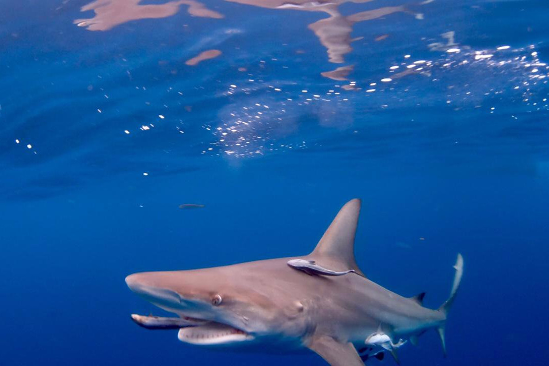 Wetu Safaris-Umkomaas必去景点