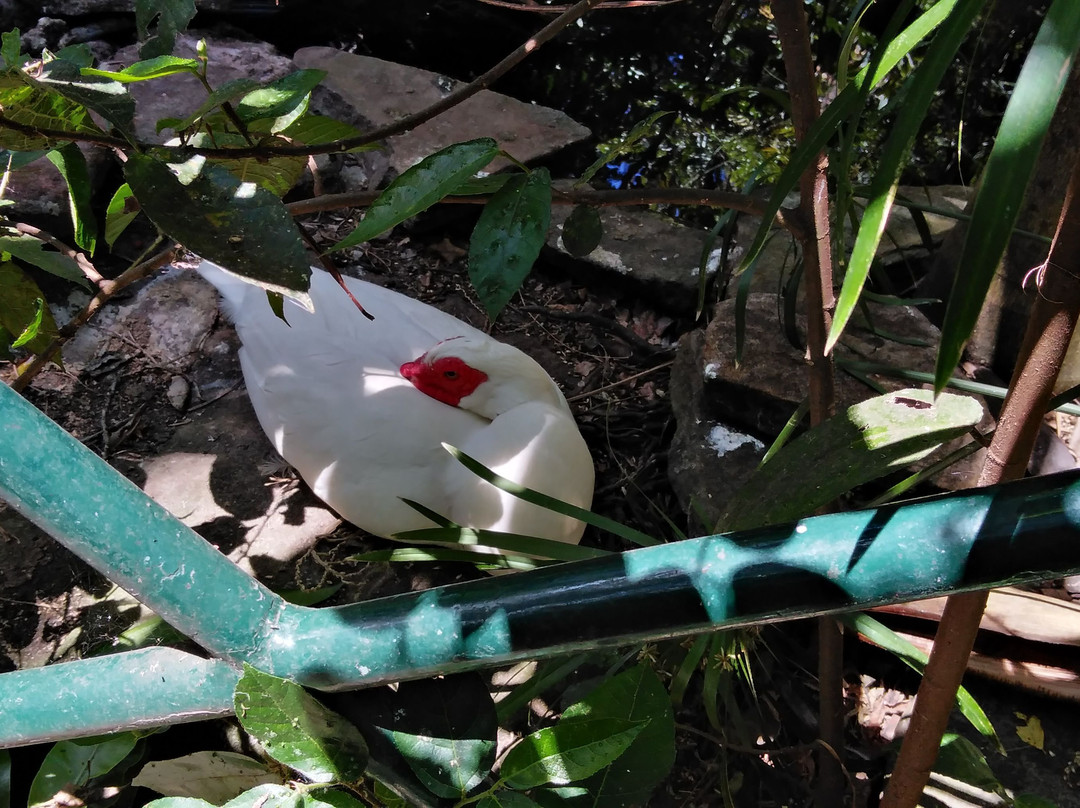 E G Waterhouse National Camellia Gardens-萨瑟兰郡必去景点