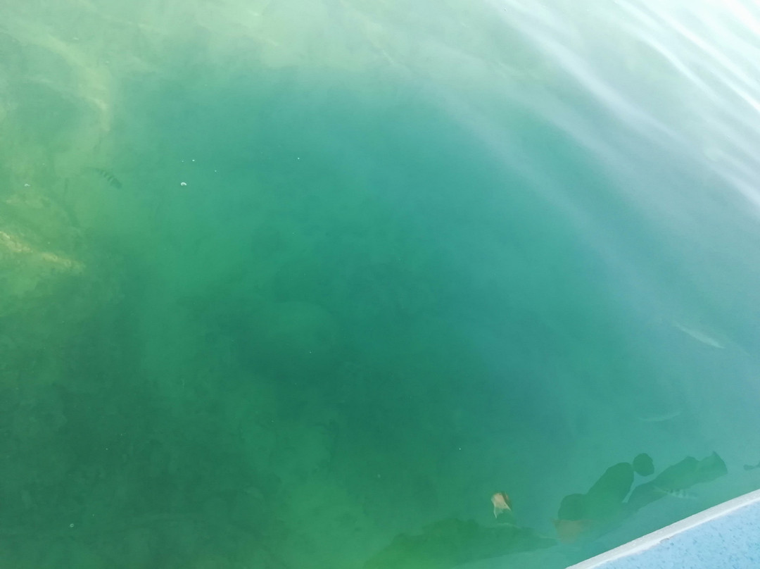 Tranvias Veracruz-韦拉克鲁斯必去景点