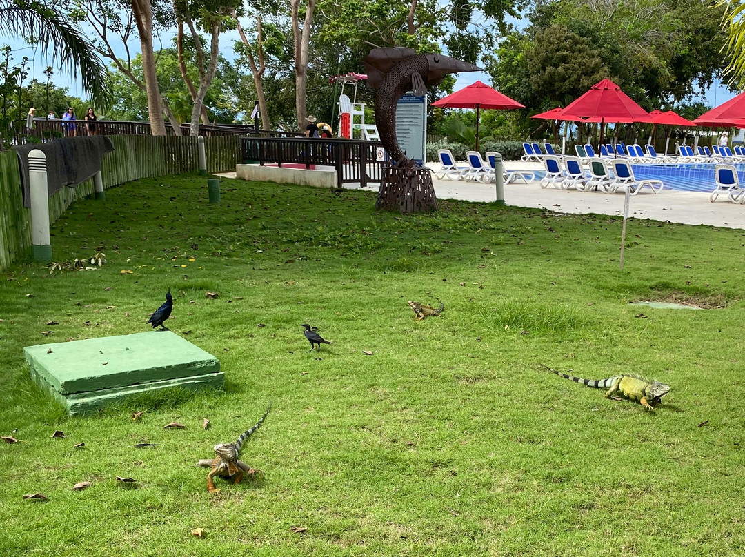 Decameron Barú主图