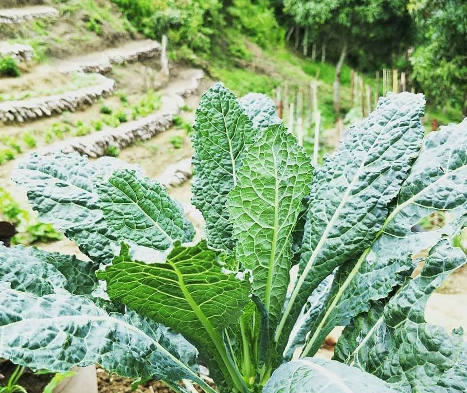 ISLA Farms Highlands景点图片