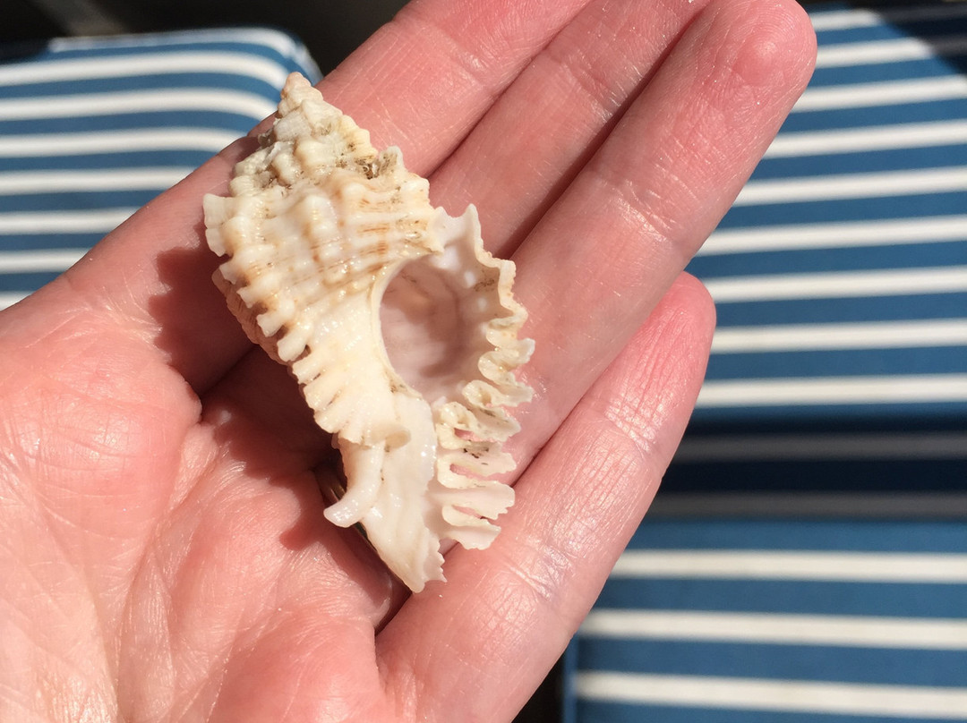 Treasure Seekers Shell Tours-Goodland必去景点