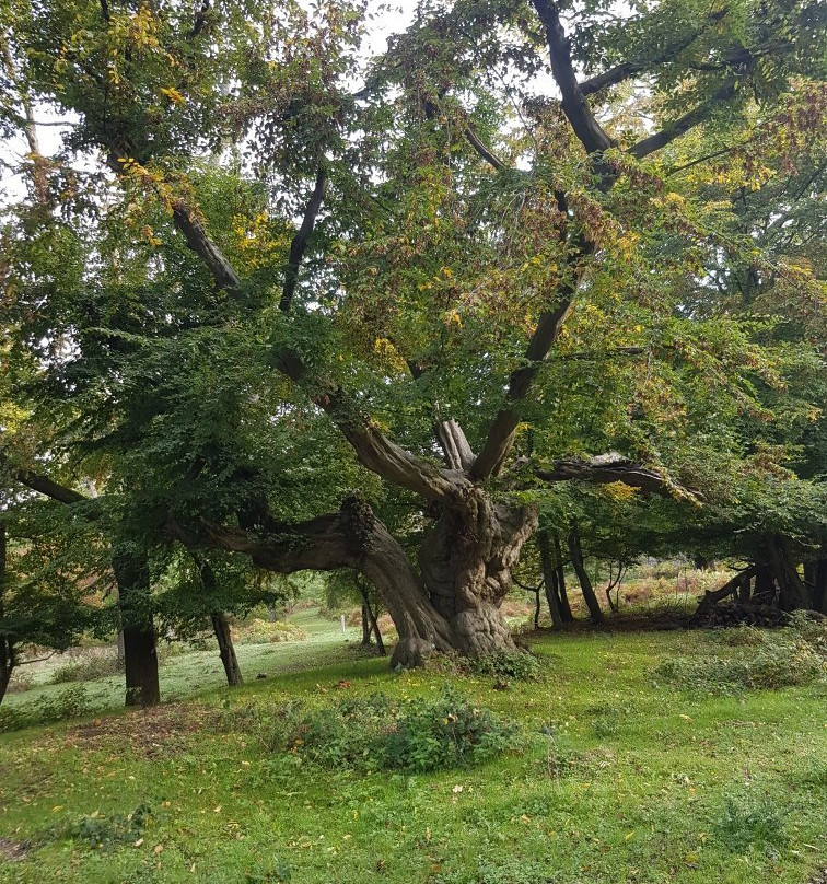 Cobham Wood And Mausoleum景点图片