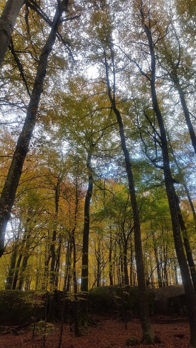 Beech Forest-拉尔维克必去景点