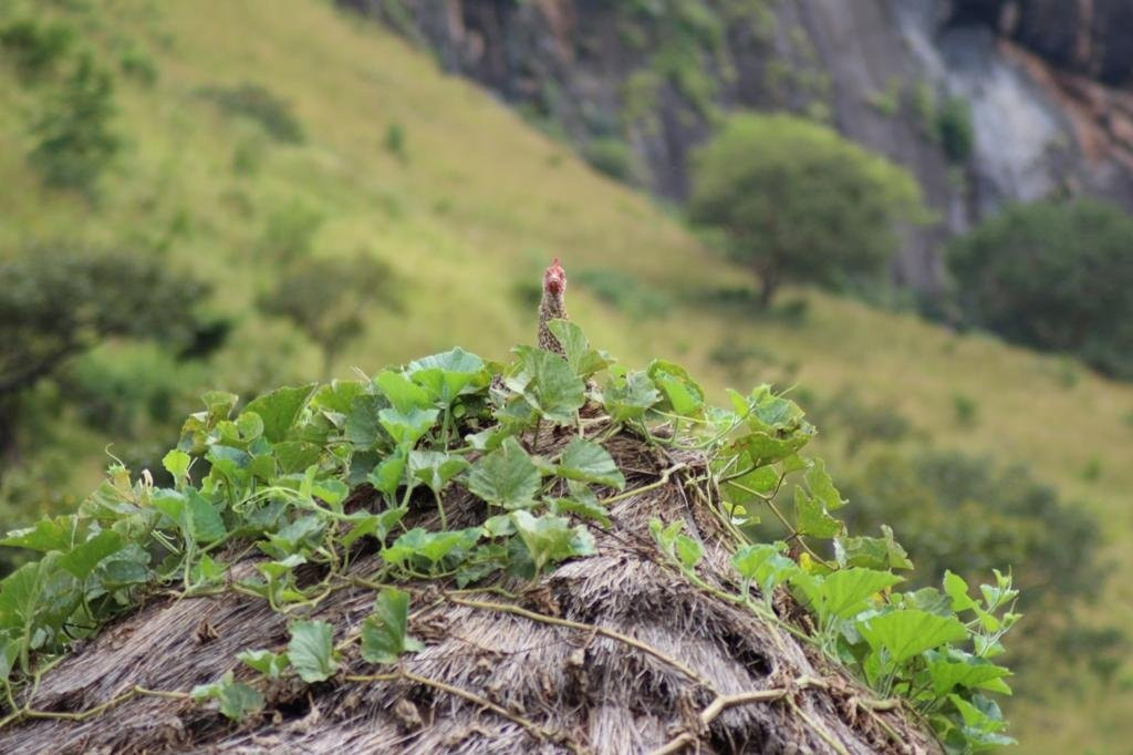 Go Kampala Tours-坎帕拉必去景点