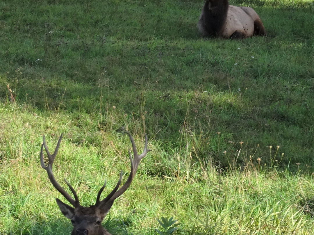 The Cozy Afghan主图