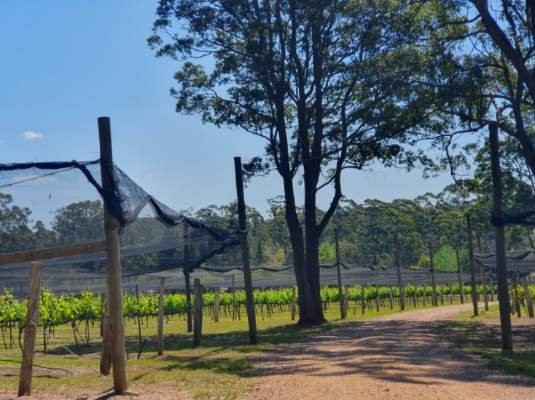 Long Point Vineyard-Lake Cathie必去景点