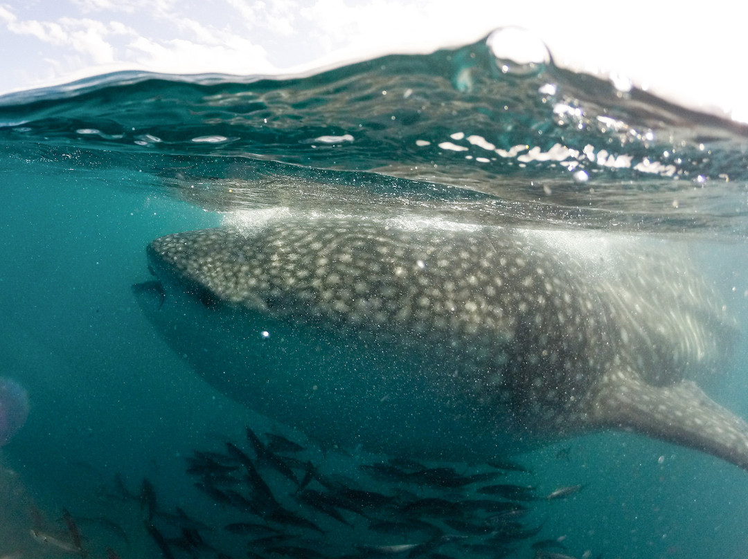 Ozean Dreamer Fleet-卡波圣卢卡斯必去景点