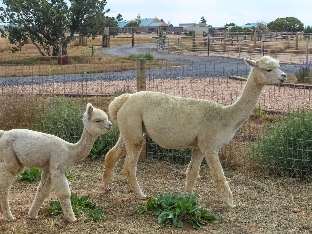 Pecos旅游景点-Wide Sky Ranch