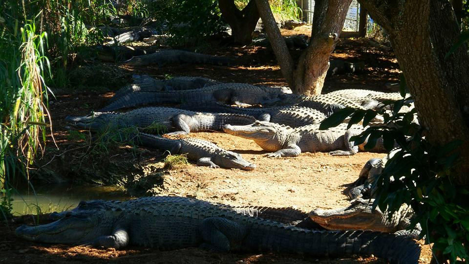 霍姆斯特德旅游景点-Everglades Outpost Wildlife Refuge