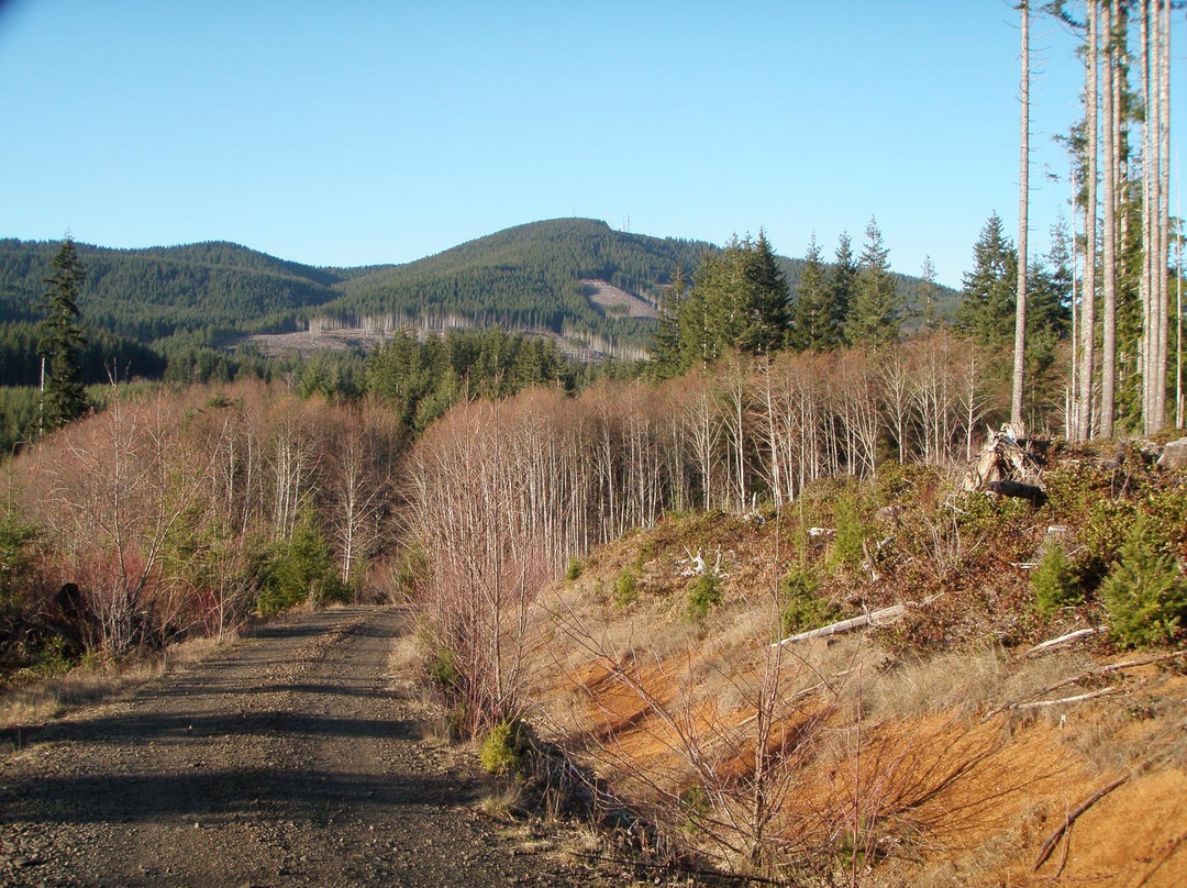 Elma旅游景点-Capitol State Forest