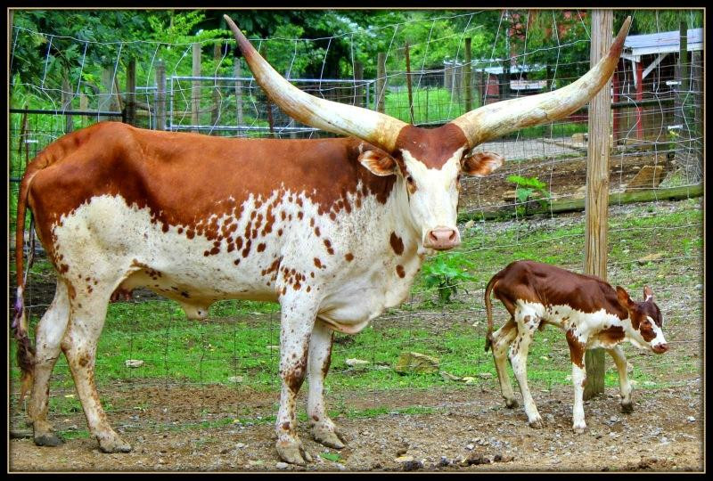 Smoky Mountain Deer Farm & Exotic Petting Zoo景点图片