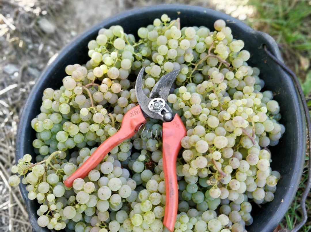 Weingut Gorges-Muller-Burgen必去景点