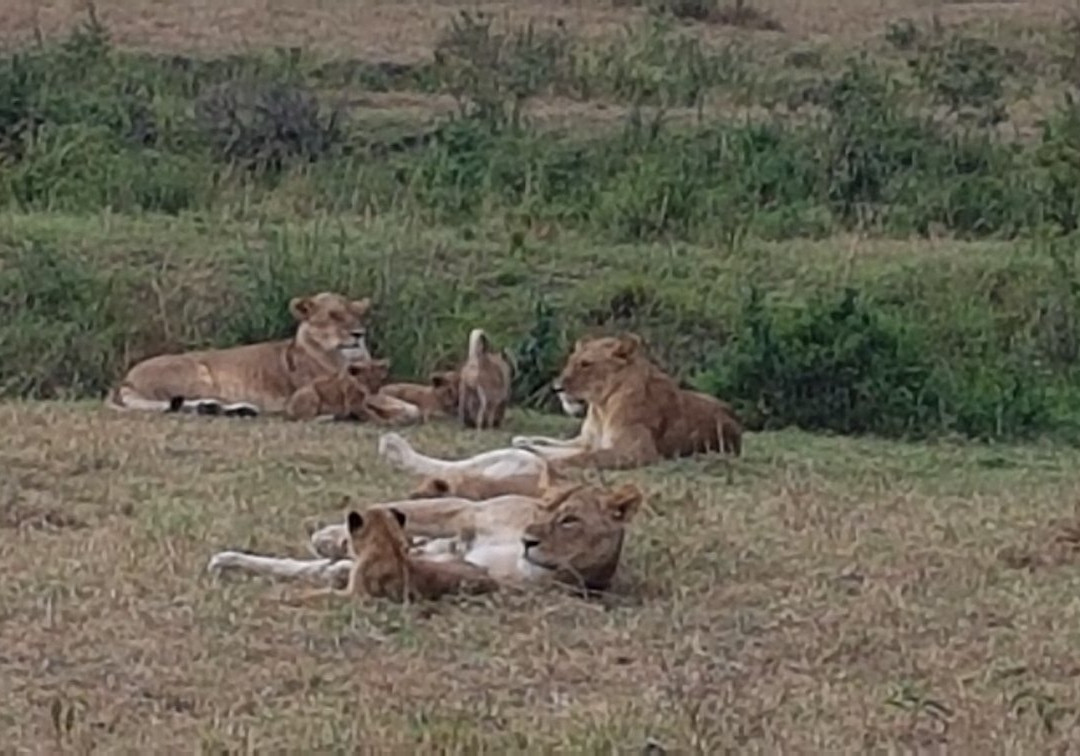 East African Eco Adventures-内罗毕必去景点