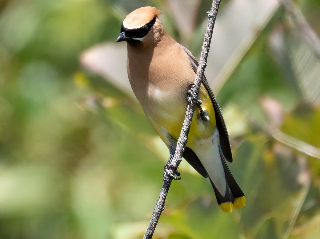 Down East Birdwatching and Nature Tours-巴港必去景点