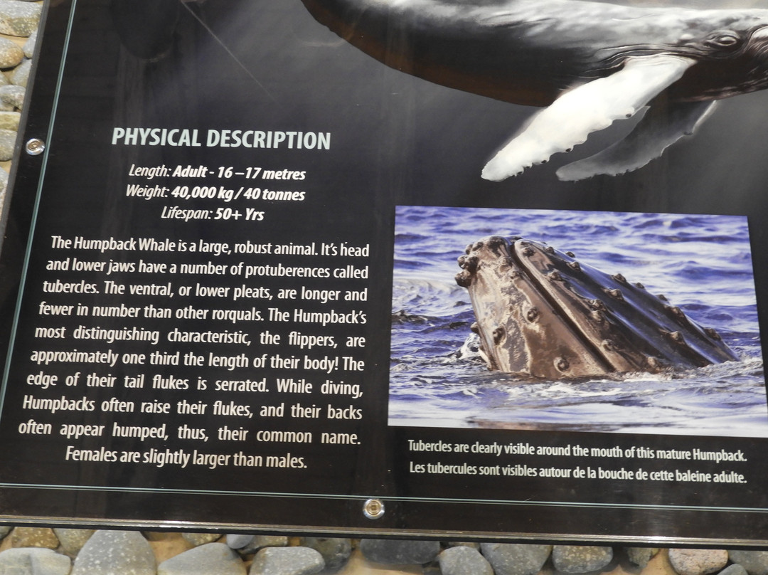 King's Point Whale Pavilion景点图片