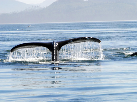 Harv and Marvs Outback Alaska-朱诺必去景点