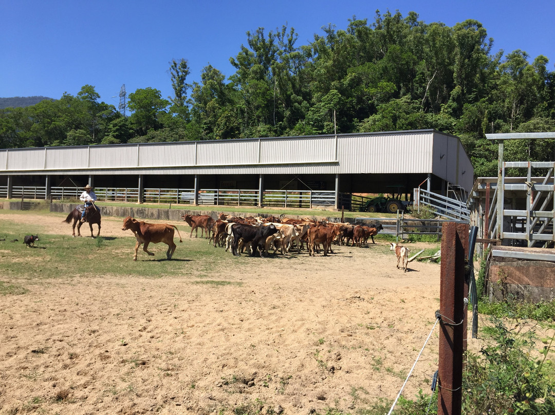 Reinsdown Horse Riding-Tully必去景点