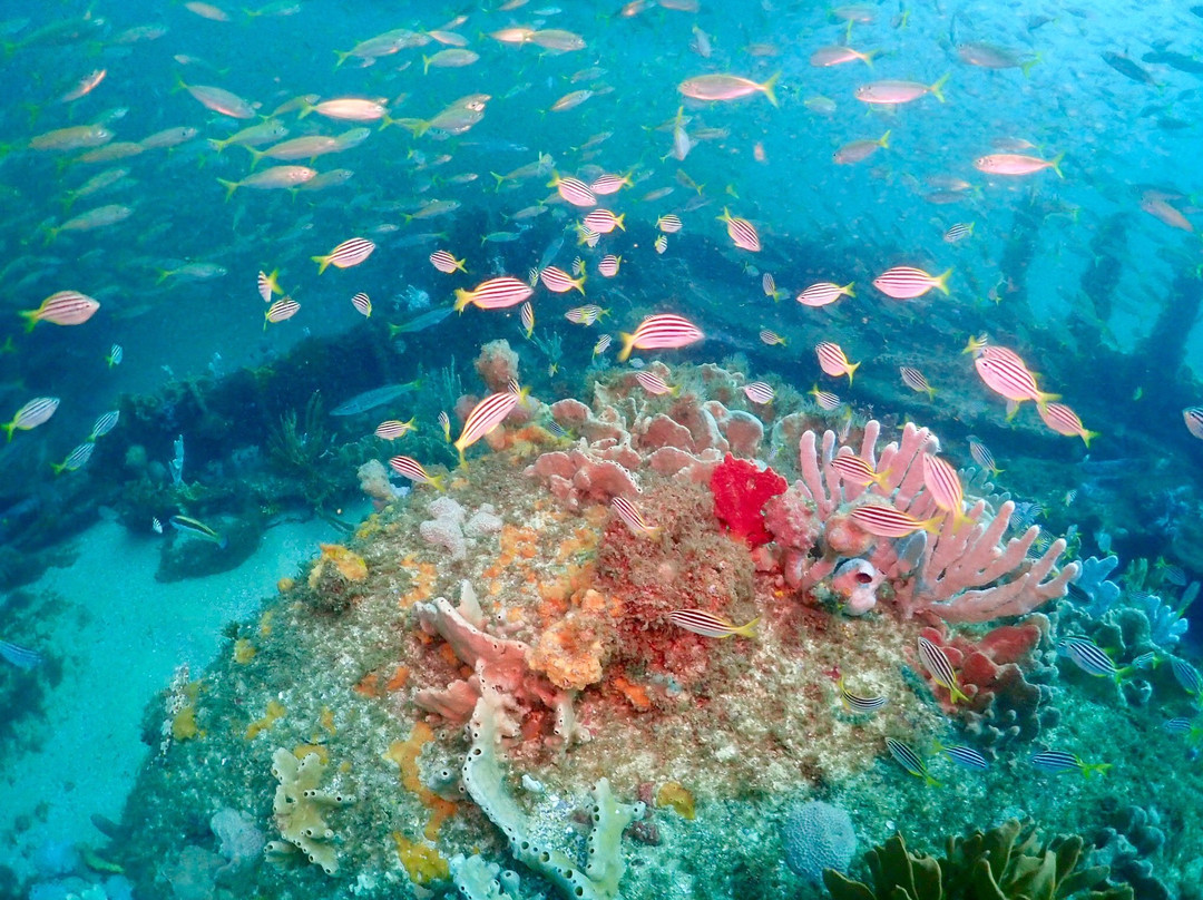 Feet First Dive-尼尔森湾必去景点