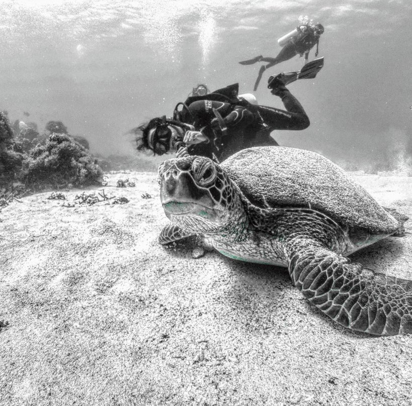 SEA RAJA SCUBA-是拉差必去景点
